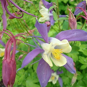 COLUMBINE MIX Mrs Scott Elliott 250 Seeds Aquilegia caerulea hybrida image 6