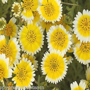 Coastal Tidy Tips 450 SEEDS Layia elegans platyglossa Landscaping flower image 3