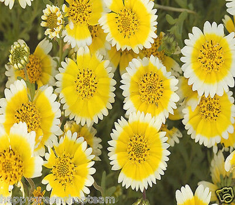 Coastal Tidy Tips 450 SEEDS Layia elegans platyglossa Landscaping flower image 3