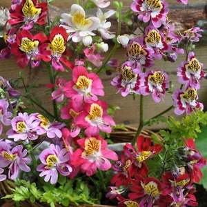 2000 seeds ANGEL WINGS mix Schizanthus wisetonensis Annual flower tigered flowers pyramidal plant form image 3