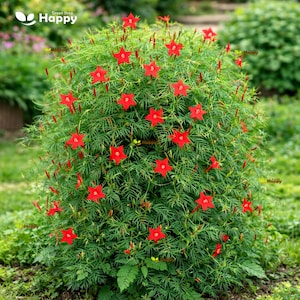 May include: A lush green plant with vibrant red star-shaped flowers. The plant has delicate, needle-like leaves and is densely packed, creating a full, rounded shape. The flowers are a striking contrast against the green foliage.