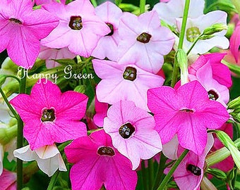 Puede incluir: Primer plano de flores rosas y blancas con tallos y hojas verdes. Las flores tienen cinco pétalos y están en plena floración. El texto "Happy Green" es visible en la imagen.