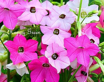 FLOWERING TOBACCO - 2000 SEEDS - Mixed sensation Nicotiana Alata  Grandiflora