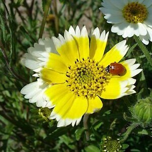 Coastal Tidy Tips 450 SEEDS Layia elegans platyglossa Landscaping flower image 10