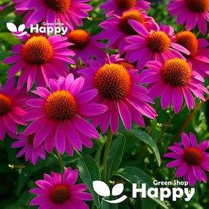 Echinacea purpurea - RUBY STAR - 230 SEMI - Echinacea purpurea