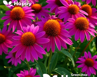 230 semi di Echinacea purpurea viola / Echinacea Ruby Star / Fiore perenne / Giardino per impollinatori e medicinali
