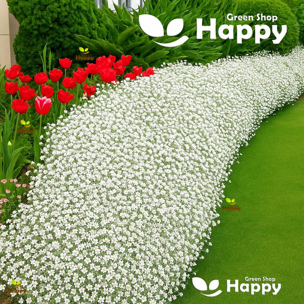 SNOW IN SUMMER - 1200 seeds - Chickweed - Cerastium Tomentosum - Perennial flower