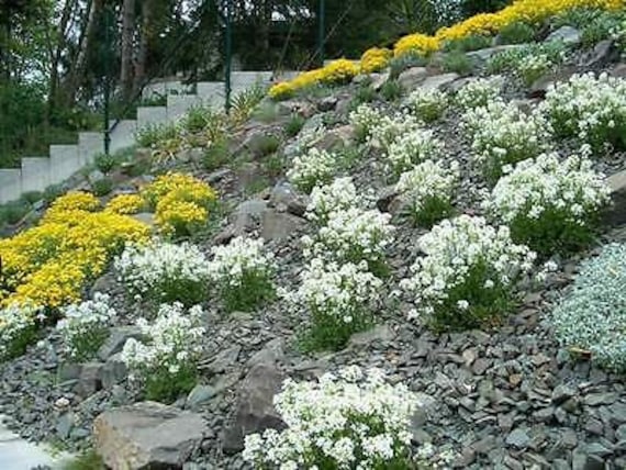 Иберис вечнозеленый — Iberis sempervirens