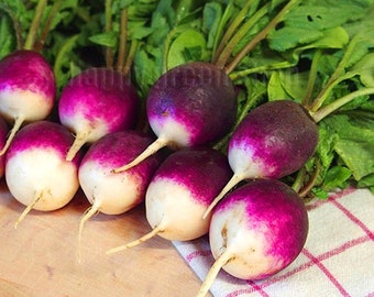300 SEEDS - Radish Diana - Two tones radish - Purple radish seeds - vegetable seeds