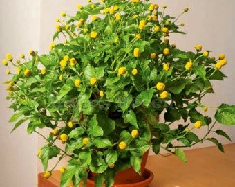 TOOTHACHE PLANT - 400 SEEDS - Spilanthes Oleracea - Perennial Flower Herb