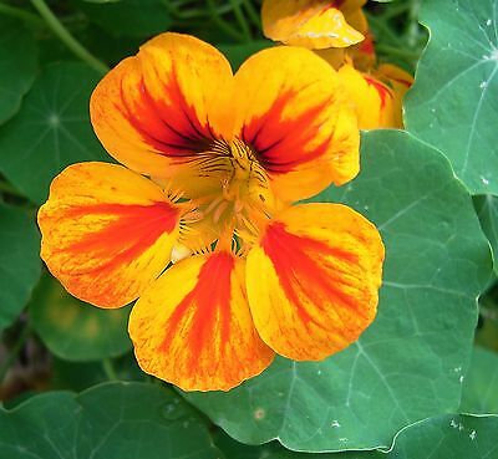 NASTURTIUM MIX Out of Africa Tropaeolum Majus 60 Seeds Etsy UK