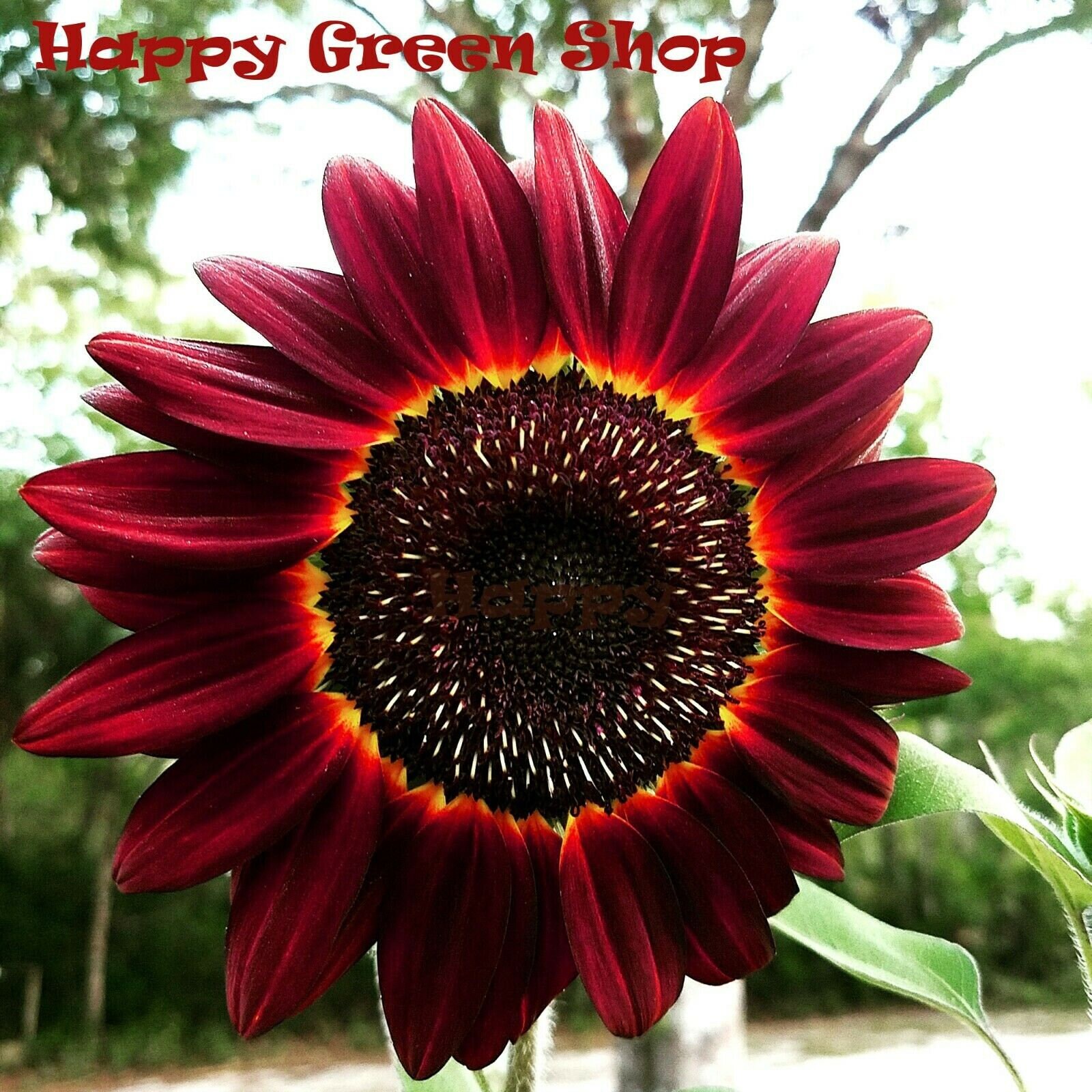 100+ Earthwalker Sunflower Seeds – Heirloom, Colorful, Rare – Fresh USA Grown