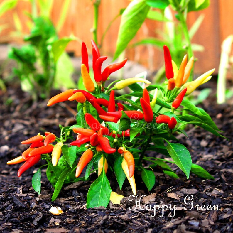 VEGETABLE Indoor and outdoor plant HOT CHILLI PEPPER ORANETA 50 SEEDS