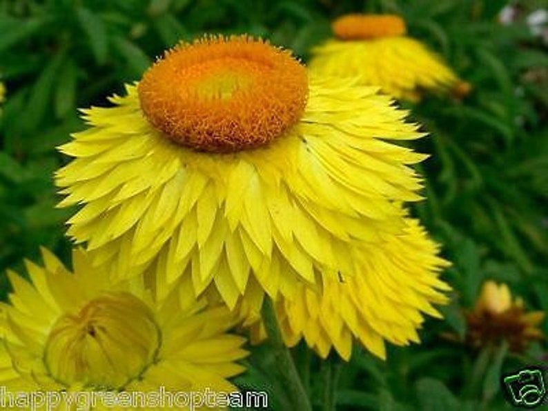 STRAWFLOWER Yellow Helichrysum Bracteatum 900 Seeds Etsy