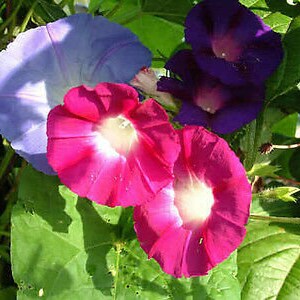 MORNING GLORY 160 seeds Ipomoea tricolor mixed colours image 6