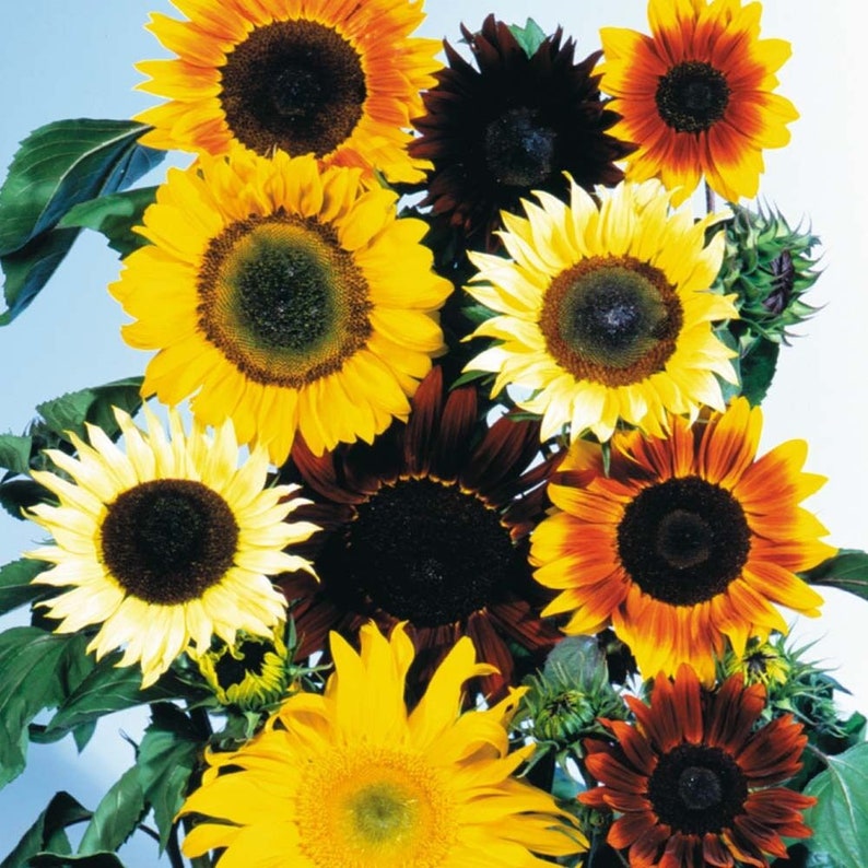 Op de afbeelding: Een boeket zonnebloemen in verschillende kleuren, waaronder geel, oranje, rood en bruin. De zonnebloemen hebben donkere centra en zijn in een cluster gerangschikt.