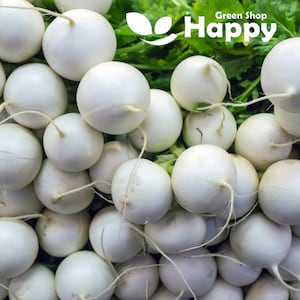 Acordo de Rabanete - 500 sementes - Raphanus raphanistrum