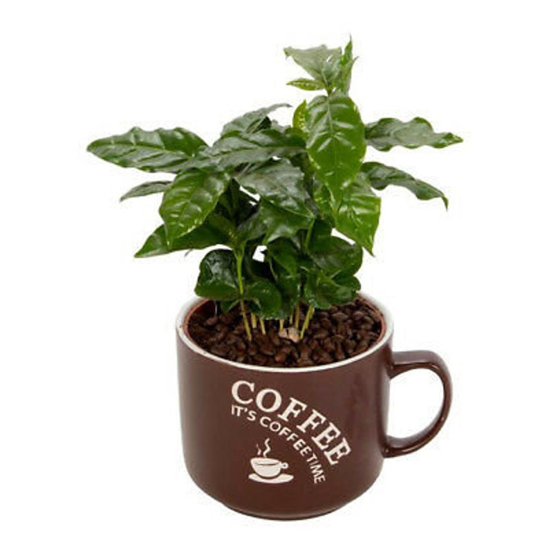 10 seeds COFFEE PLANT Tropical Coffee house plant Coffea