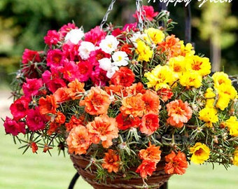 Moss Rose DOUBLE MIX - 3500 seeds - Portulaca Grandiflora - Annual Flower