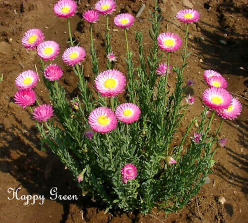 Paper Daisy Everlasting 550 SEEDS Helipterum Roseum Giant flowered mixture image 6