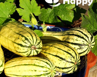 15 Delicata sommarpumpafrön | Cucurbita pepo | Randiga kalebassgrönsaksfrön