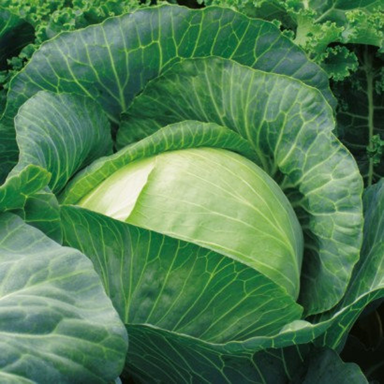 Хранение капусты белокочанной