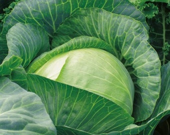 AUTUMN CABBAGE - POLAR - Large heads - 400 seeds - Easy to grow