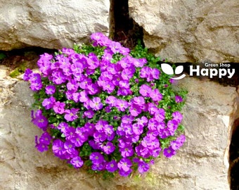 Rock Cress Rose-Pink - 300 seeds - Aubrieta hybrida x cultorum Leichtlinii