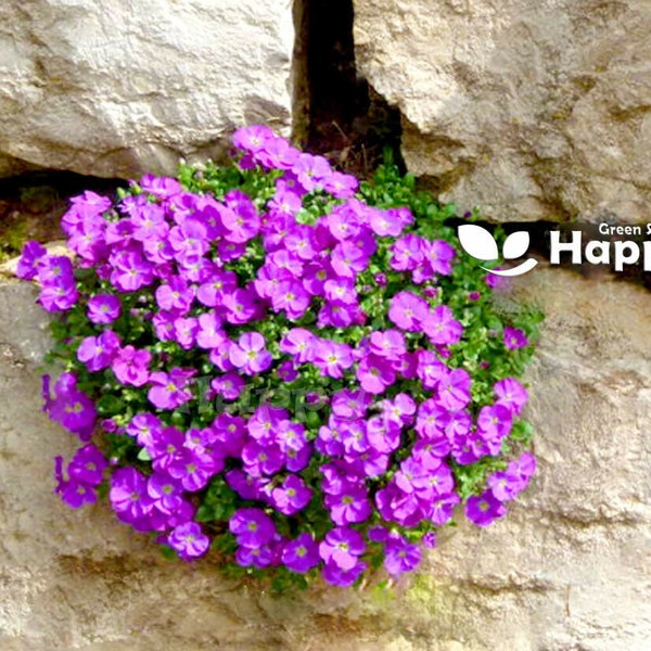 Rock Cress Rose-Pink - 300 seeds - Aubrieta hybrida x cultorum Leichtlinii