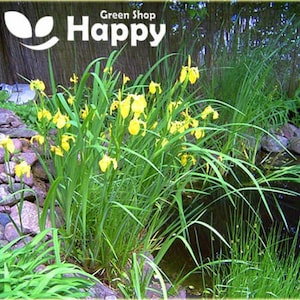 Peut inclure: Des iris jaunes fleurissent dans un jardin verdoyant. Les fleurs sont entourées de hautes herbes vertes et d'un petit étang.