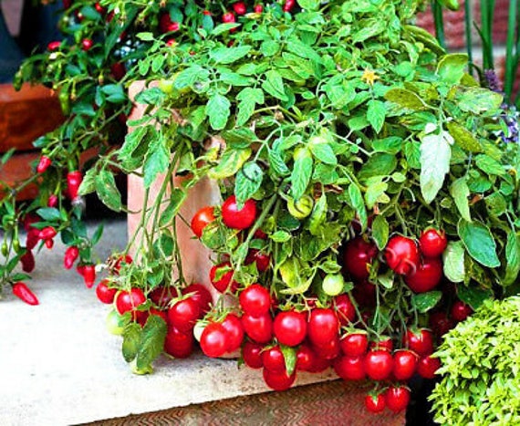 indoor living wall planter DIY Living Wall | Compact Living Wall Kit