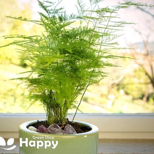 pest control for indoor plants Pest Control  Seafoam Lavender
