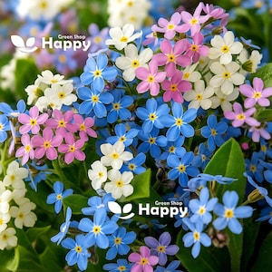 Alpine FORGET-ME-NOT mixed - 1300 seeds (Myosotis alpestris)