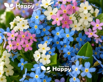 Mezcla de nomeolvides alpinos - 1300 semillas (Myosotis alpestris)