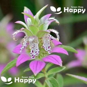 PURPLISH LILAC LEMON Bee Balm Mint - 400 seeds- Monarda punctata - Perennial Flower