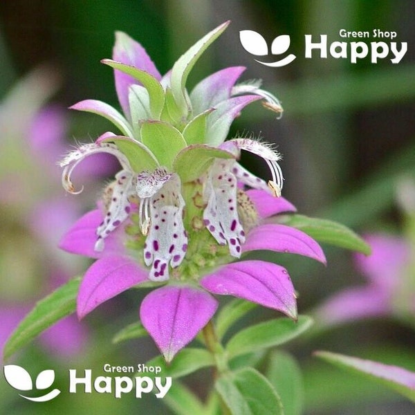 VIOLA LILLA LIMONE Menta balsamo d'api - 400 semi - Monarda punctata - Fiore perenne