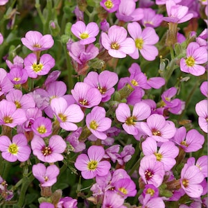 1000 seeds rock cress pink ARABIS CAUCASICA rockery perennial flower image 4