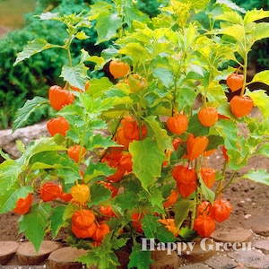 Pode incluir: Uma imagem vibrante de uma planta de lanterna chinesa, mostrando frutos laranja brilhantes em forma de lanterna. A planta tem folhas verdes exuberantes e está em um fundo desfocado. O texto "Happy Green" é visível no canto inferior direito.