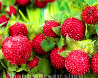 MOCK STRAWBERRY - 150 SEEDS - Duchesnea indica Fragaria - Trailing strawberry