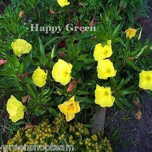 DWARF EVENING PRIMROSE Yellow 50 seeds Rockery Oenothera missouriensis image 7