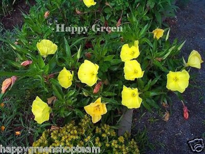 DWARF EVENING PRIMROSE Yellow 50 seeds Rockery Oenothera missouriensis image 7