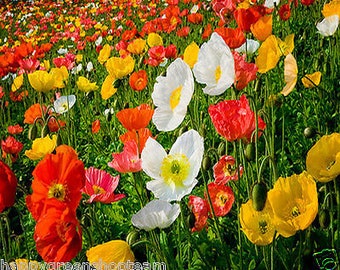 Shirley Poppy Mixed- ENGLISH POPPY - 23 000 seeds - Papaver rhoeas - Annual Flower