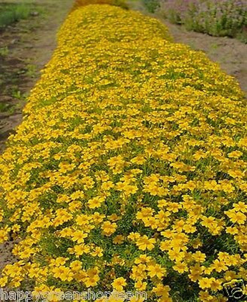 Signet marigold Lemon Gem 450 seeds tagetes tenuifolia Balcony plant image 5