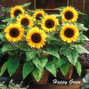 May include: A group of potted sunflowers in bloom. The sunflowers are yellow with dark brown centres. The plants are in brown pots and have green leaves.