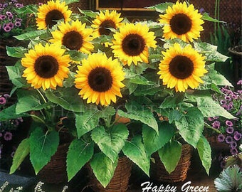 SUNSPOT - DWARF SUNFLOWER - 50 seeds Helianthus Annuus Yellow ornamental flower