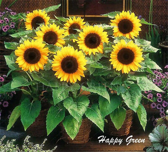Girasol Enano En Maceta () Girasol Enano En Maceta