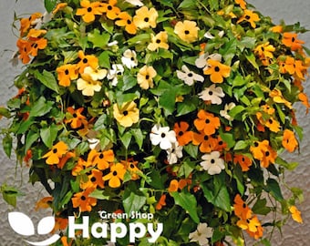 THUNBERGIA FIELDGROWN MIX - 40 samen - Black Eyed Susan Vine - Thunbergia alata