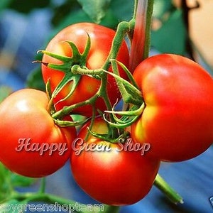 Puede incluir: Cuatro tomates rojos maduros en una vid, con hojas y tallos verdes. Los tomates est&aacute;n agrupados y la vid es visible en el fondo.