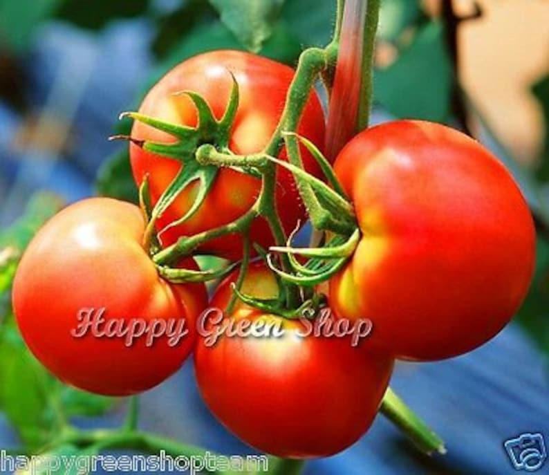 Puede incluir: Cuatro tomates rojos maduros en una vid, con hojas y tallos verdes. Los tomates est&aacute;n agrupados y la vid es visible en el fondo.
