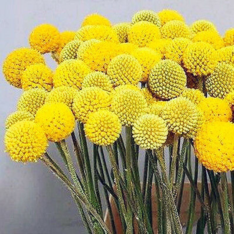 DRUMSTICK YELLOW Billy Button 300 Seeds Craspedia globosa Etsy